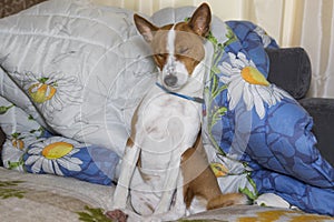 mature Basenji dog drowsing. while sitting in human sofa