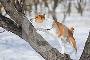 Mature Basenji dog scrambling on an apricot tree