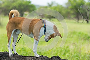 Mature Basenji dog standing on  a tree branch at spring season and carefully looking down