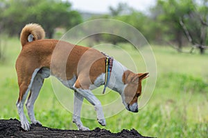 Mature Basenji dog walking on a tree branch at spring season