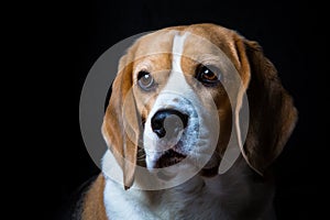 A mature beagle dog