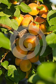 Mature beautiful apricot fruit plants