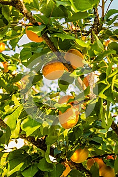 Mature beautiful apricot fruit plants