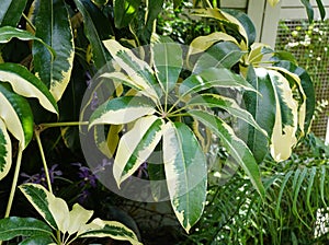 A mature and beautiful variegated leaf of Schefflera Arboricola Dazzle, also known as umbrella tree