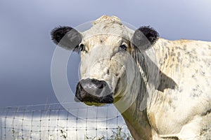 Mature beef cow, white face looking, black nose, and ears, barbed wire fence and a blue sky