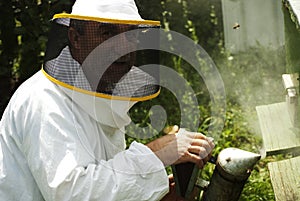 Mature beekeeper smoking bees in beehive