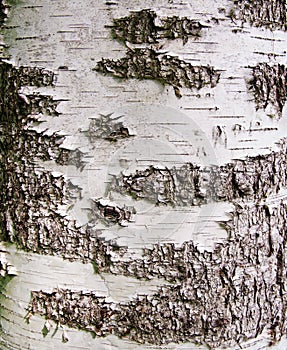 Mature birch bark in natural summer light