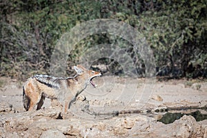 Black-backed Jackal hunting for birds