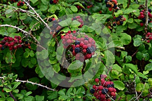 Mature Blackberries - a forest health treasury