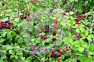 Mature Blackberries - a forest health treasury