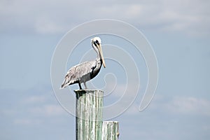 A mature brown pelican perched