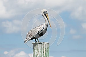 A mature brown pelican perched