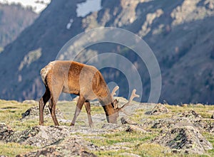 A Mature Buck Deer Eating in a Meadow on a Summer Day in Rocky Mountain National Park