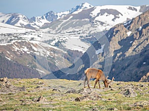 A Mature Buck Deer Eating in a Meadow on a Summer Day in Rocky Mountain National Park