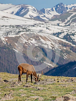 Mature Buck Deer Eating in Meadow on a Summer Day in Rocky Mountain National Park