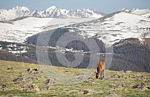 Mature Buck Deer Eating in Meadow on a Summer Day in Rocky Mountain National Park