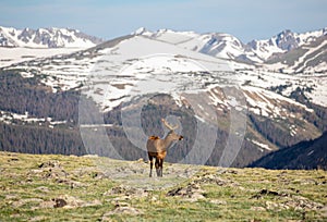 Mature Buck Deer Eating in Meadow on a Summer Day in Rocky Mountain National Park