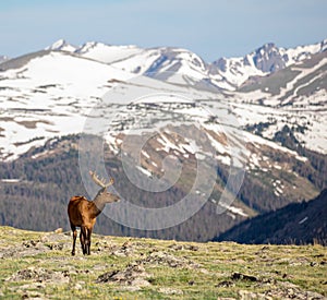 Mature Buck Deer Eating in Meadow on a Summer Day in Rocky Mountain National Park