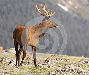 Mature Buck Deer Eating in Meadow on a Summer Day in Rocky Mountain National Park