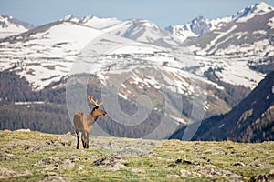 Mature Buck Deer Eating in Meadow on a Summer Day in Rocky Mountain National Park