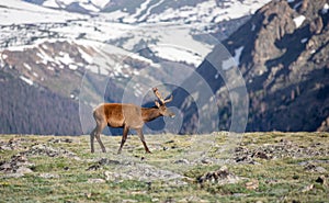 Mature Buck Deer Walking in Meadow on a Summer Day in Rocky Mountain National Park