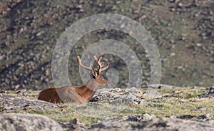 Mature Buck Deer Walking in Meadow on a Summer Day in Rocky Mountain National Park