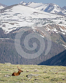 Mature Buck Deer Walking in Meadow on a Summer Day in Rocky Mountain National Park