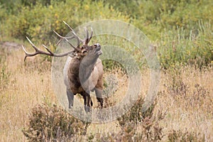 Mature Bull Elk in Rut photo