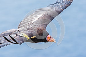 Mature California Condor photo