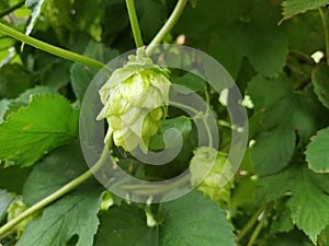 Mature Cascade Hop cone on vine