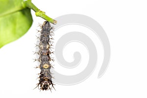 Mature caterpillar of the commander butterfly photo
