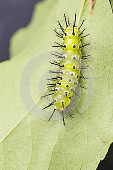 Mature caterpillar of Common leopard butterfly hanging on host p