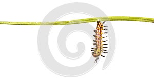 Mature caterpillar of yellow coster butterfly Acraea issoria