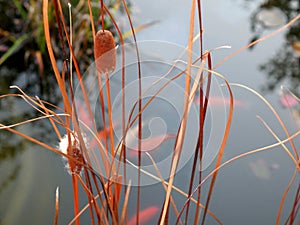 A mature cattail or reedmace, bulrush in a wet marsh or artificial pond