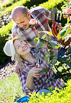 Mature cheerful couple engaged in gardening