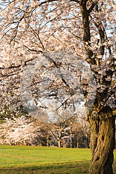 Mature Cherry Tree in Full Bloom - springtime