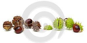 Mature chestnuts isolated on white background