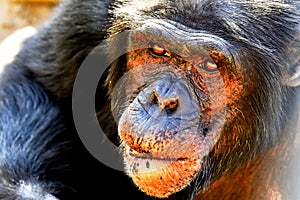 Mature Chimpanzee in the zoo