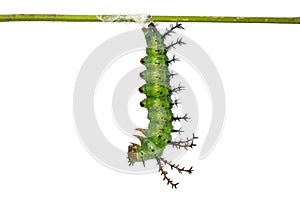 Mature Clipper Parthenos sylvia caterpillar prepares itself for pupation