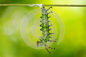 Mature Clipper Parthenos sylvia caterpillar prepares itself for pupation