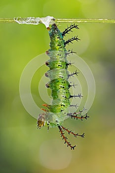 Mature Clipper Parthenos sylvia caterpillar prepares itself for pupation