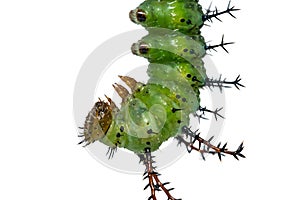 Mature Clipper Parthenos sylvia caterpillar prepares itself for pupation