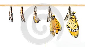 Mature cocoon transform to Tawny Coster butterfly photo