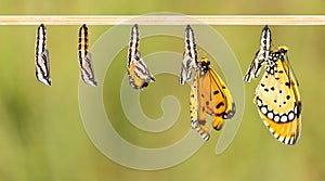 Mature cocoon transform to Tawny Coster butterfly photo