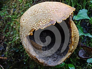 Mature Common Earth ball, gaped open after releasing it`s spores.