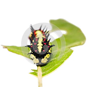 Mature Common Mime caterpillar
