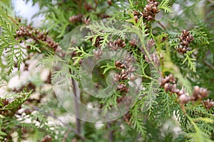 mature cones oriental arborvitae and foliage thuja. close up of bright green texture of thuja leaves with brown seed cones.