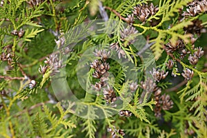 mature cones oriental arborvitae and foliage thuja. close up of bright green texture of thuja leaves with brown seed cones.