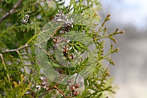 mature cones oriental arborvitae and foliage thuja. close up of bright green texture of thuja leaves with brown seed cones.