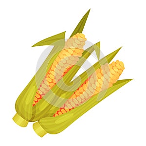 Mature Corn Cob as Thanksgiving Day Attribute Vector Illustration